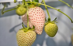 milkyBerry