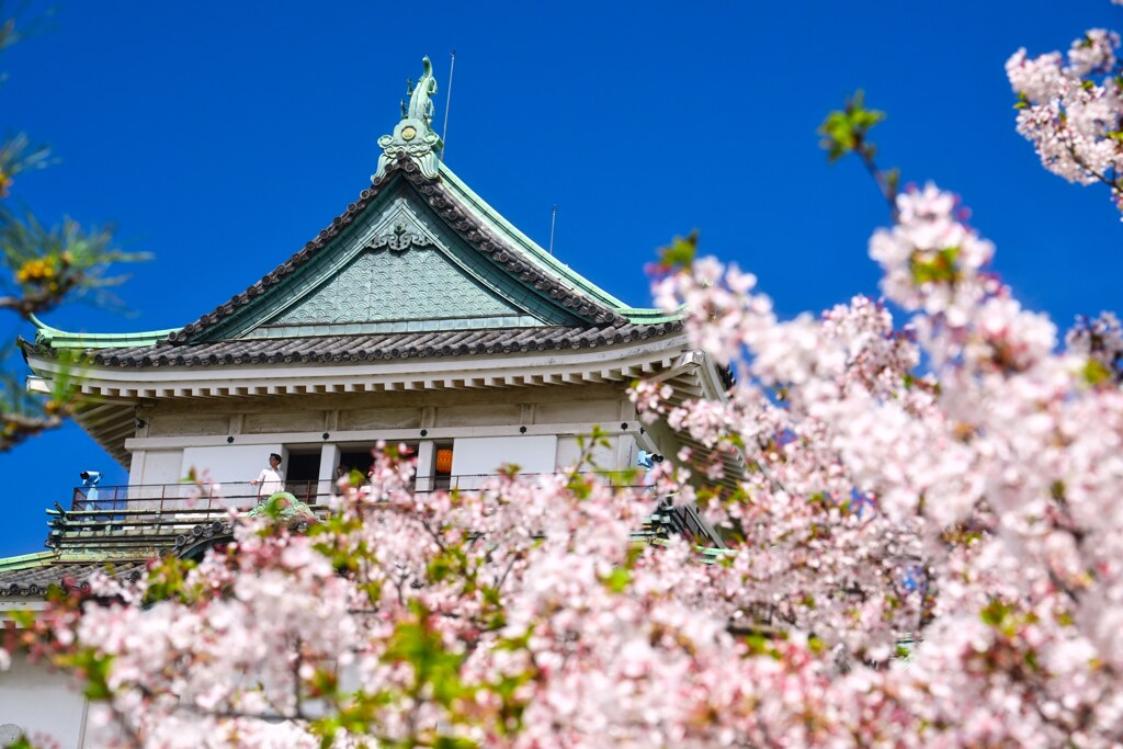 天守と桜　和歌山城跡