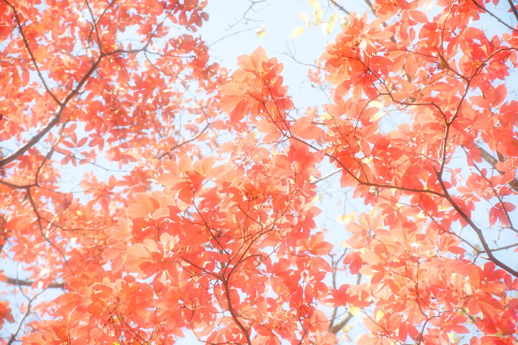 紅葉 紅☆