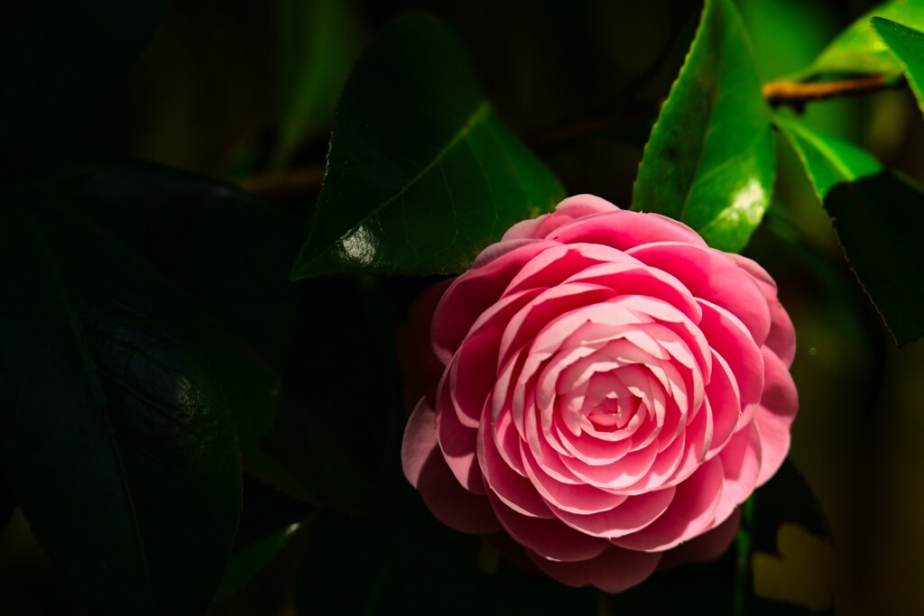 落ちざまに水こぼしけり花椿　芭蕉