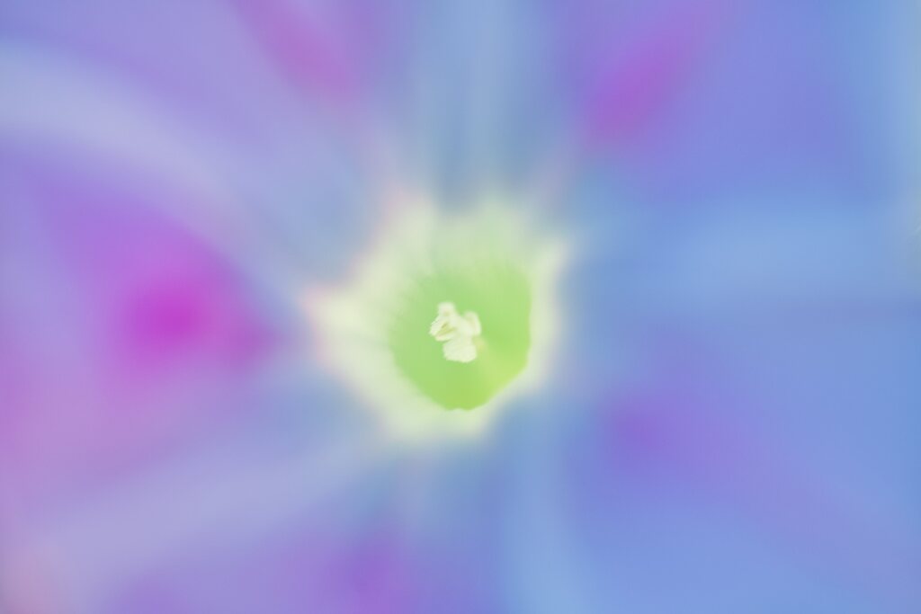 蕊の世界　朝顔
