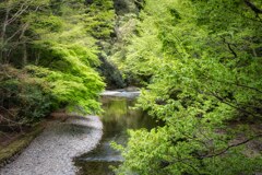 深緑の島路川　伊勢神宮