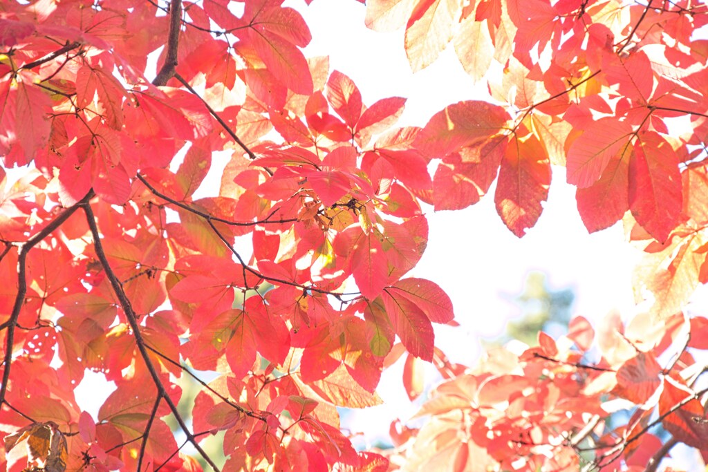 今年の紅葉☆