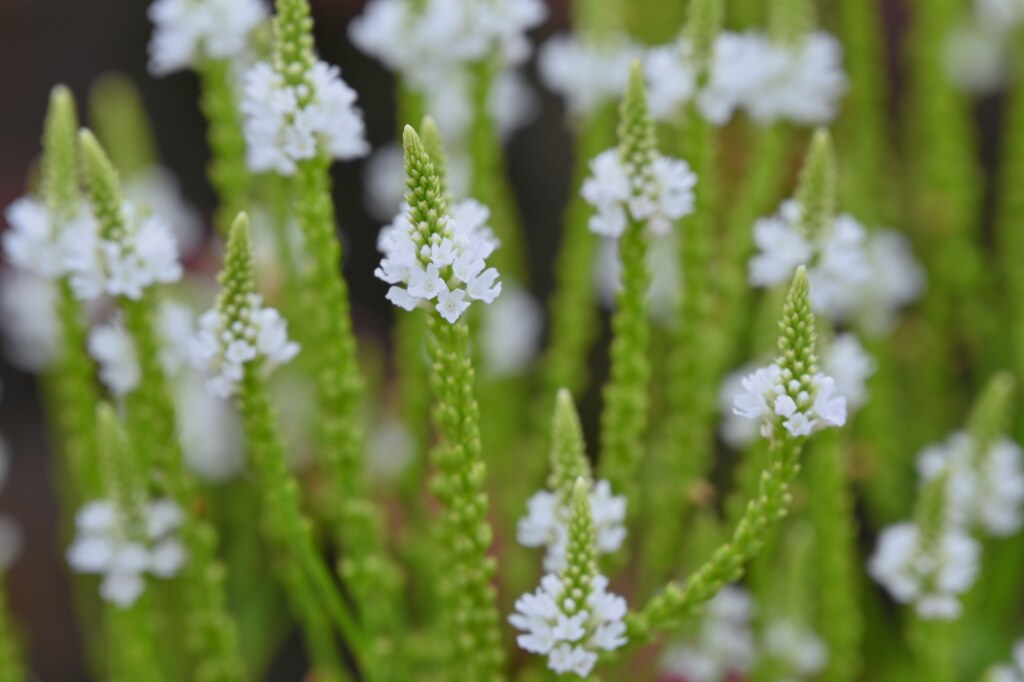 小さな花たち