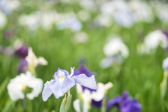 菖蒲