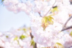 桜時