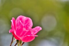 『幸福』花言葉