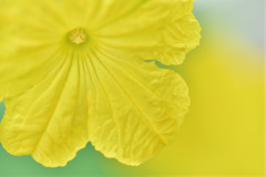 キュウリの花