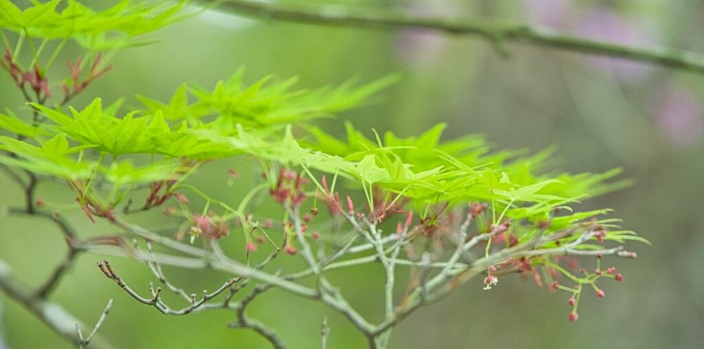 青紅葉