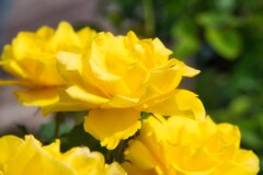 Yellow　Rose