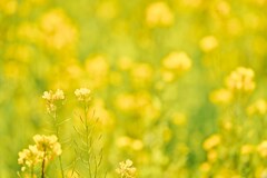 菜の花