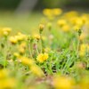 鼓草　タン・ポポン