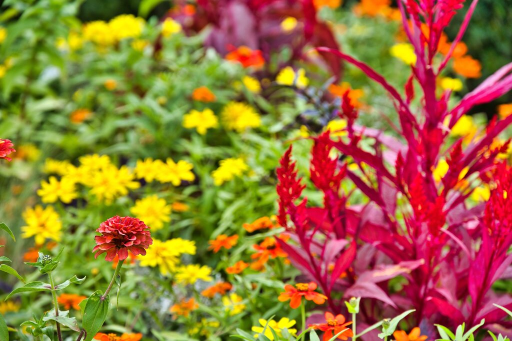 イングリッシュガーデン