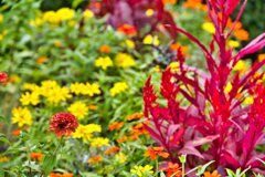 イングリッシュガーデン