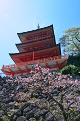 桜と那智山青岸渡寺三重塔
