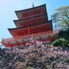 桜と那智山青岸渡寺三重塔
