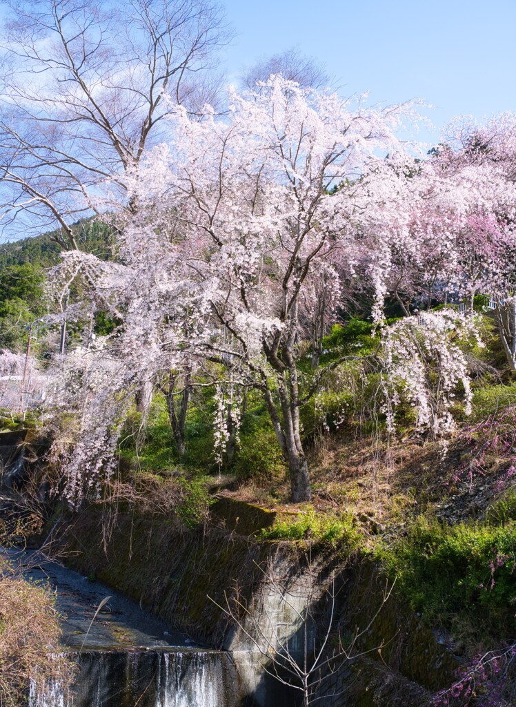 桜