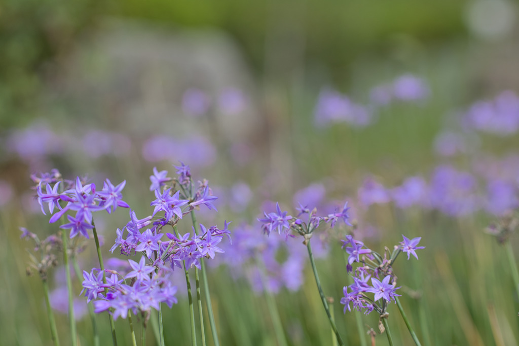 Agapanthus☆