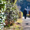 『風と未来』 いきものがかり