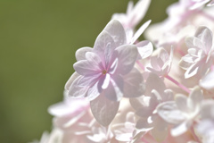 紫陽花