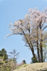 残桜