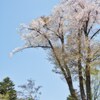 残桜