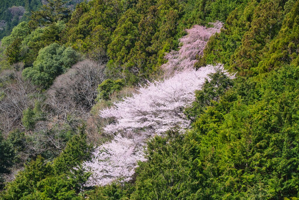 山桜☆