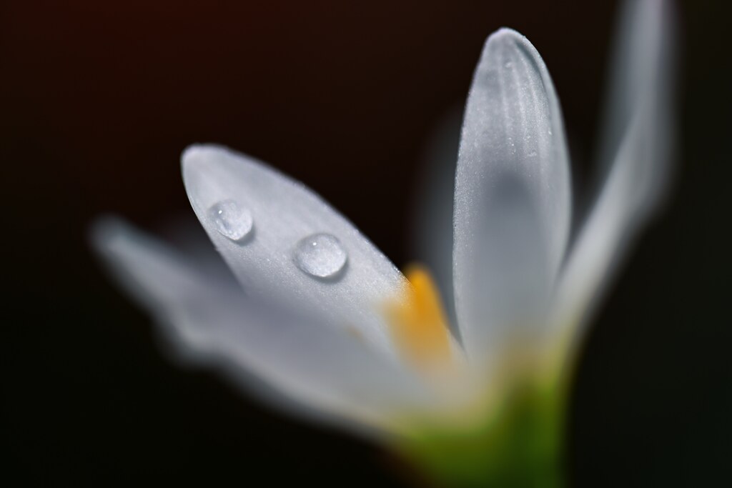 朝露の時間