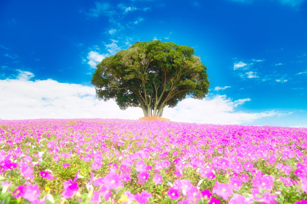 不思議の国の…　