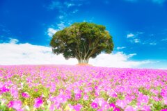 不思議の国の…  不思議の国の…