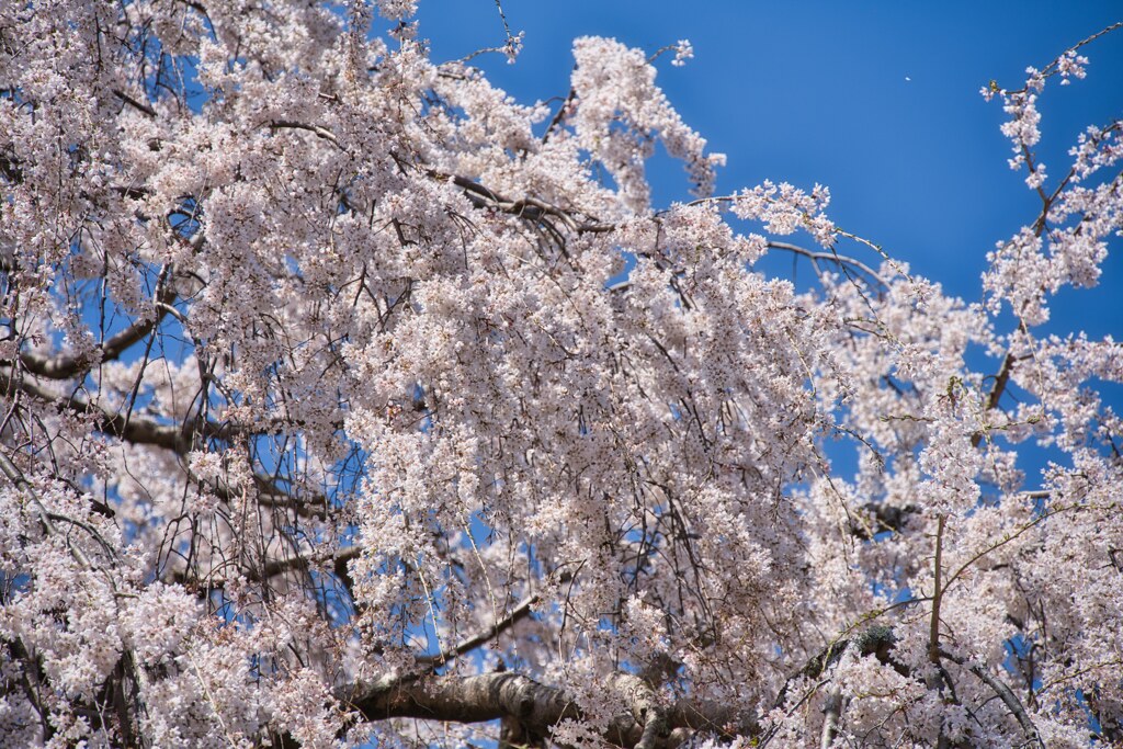 桜の下で☆