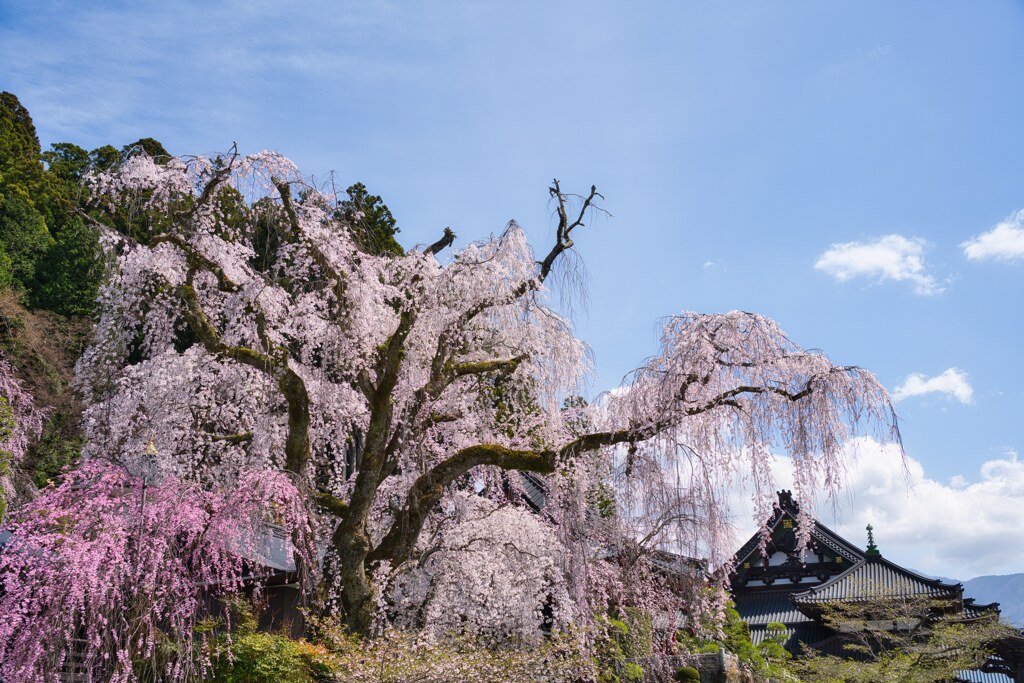 枝垂桜