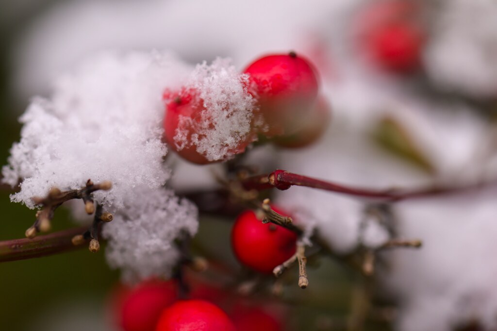 南天に雪
