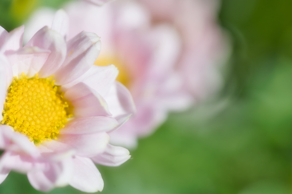 花心