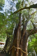 推定樹齢3000年　杉の大杉