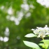 玉ボケ紫陽花