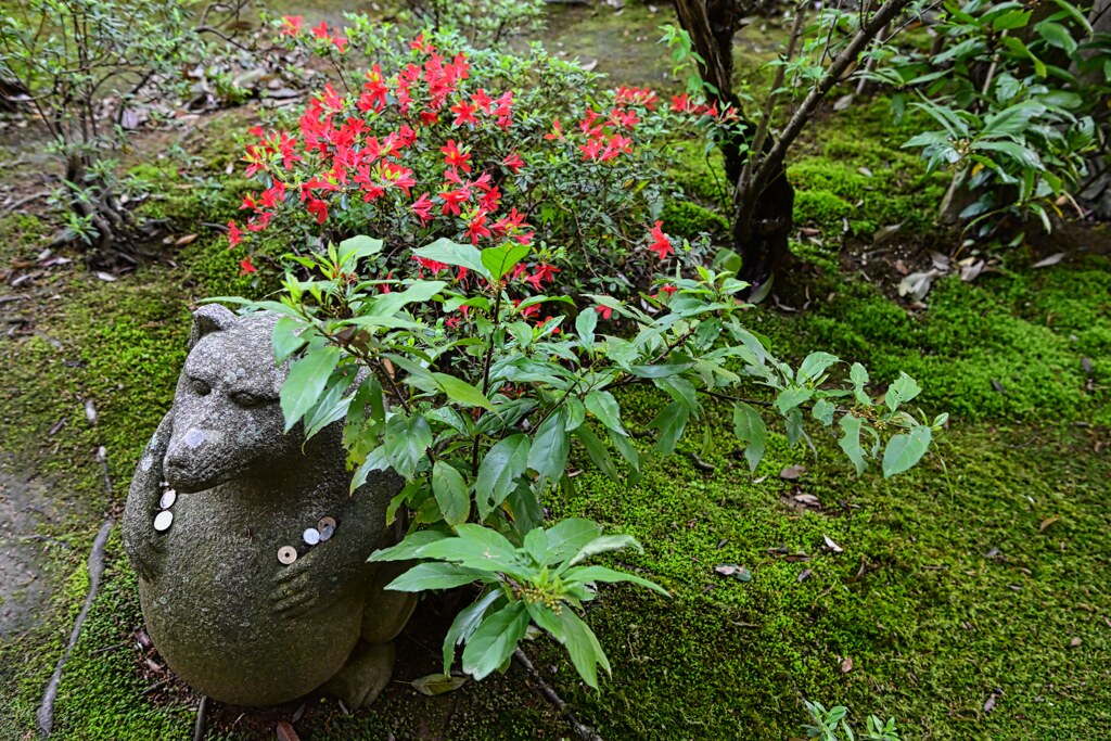 臥龍山荘　たぬき？