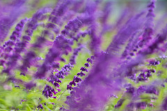 家族愛　花言葉