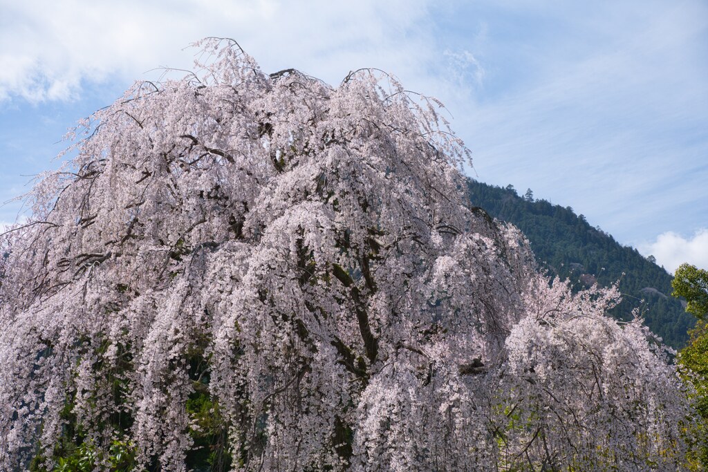 『桜の森の満開の下』