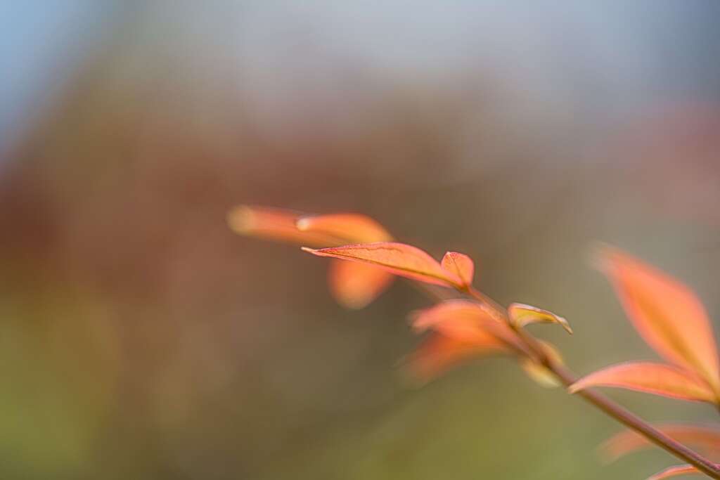 新芽