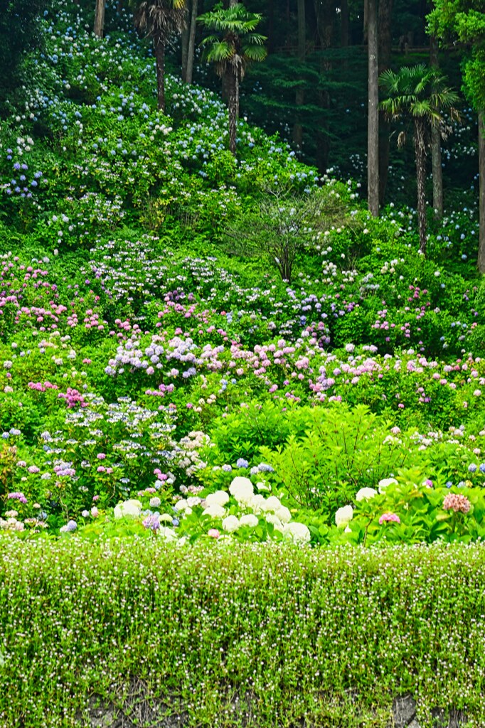 紫陽花の斜面