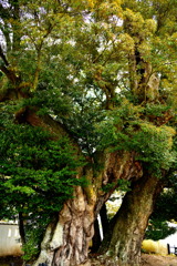400年の重み　大シイの木