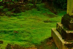苔の生すまま