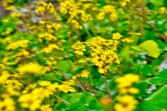 揺れるツワブキ