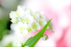 清楚な花