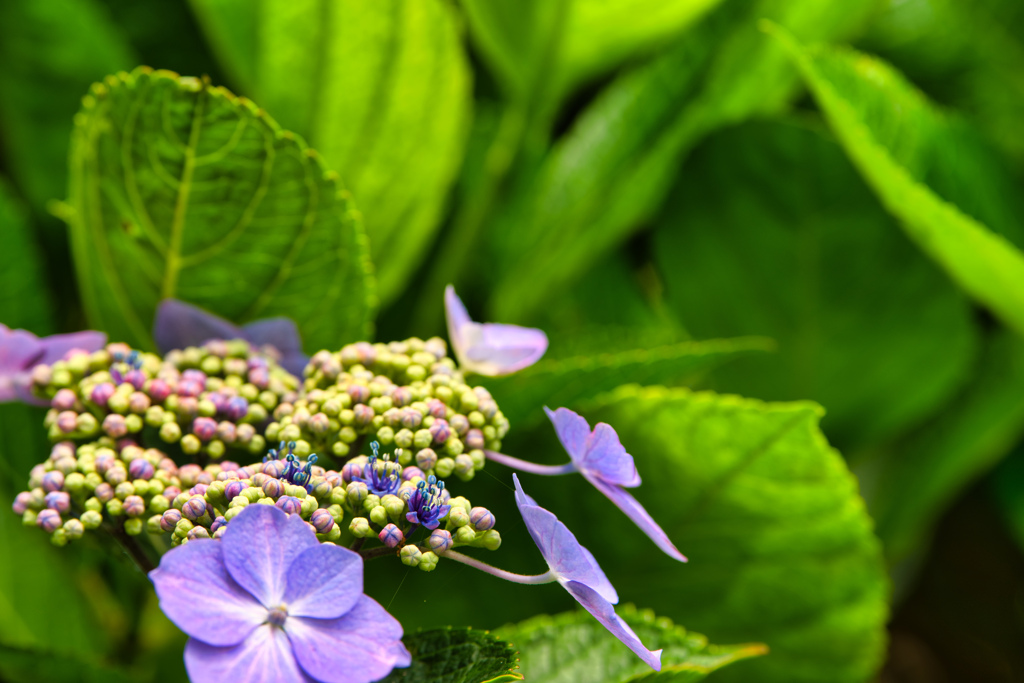 紫陽花☆