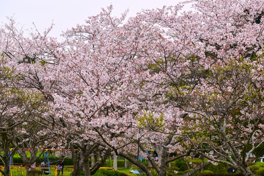 桜とブランコ