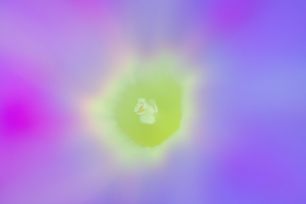 小宇宙　朝顔