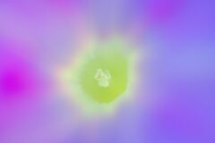 小宇宙　朝顔