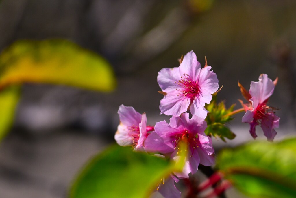 河津桜